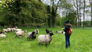 Schafe statt Rasenmäher in Potsdam