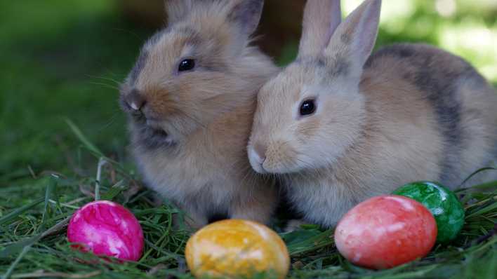 Gefärbte Eier und Hasen, Bild: Colourbox