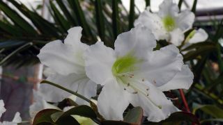 Rhododendron formosum, Foto: Botanischer Garten Potsdam