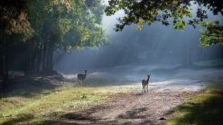 Foto: NaturParkZentrum am Wildgehege Glauer Tal