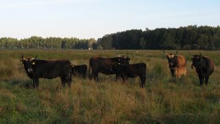 Foto: Aueroxenreservat Spreeaue