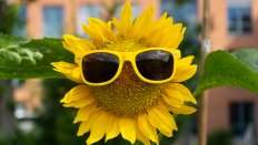 Sonnenblume mit Antenne-Sonnenbrille, Bild: Antenne Brandenburg