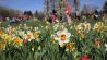 Landesgartenschau Beelitz: Liegewiese mit Frühlingsblühern, Foto: LAGA Beelitz gGmbH