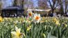 Landesgartenschau Beelitz: Narzissen vor Pavillon, Foto: LAGA Beelitz gGmbH