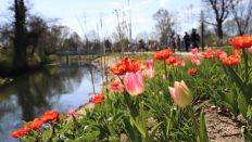 Landesgartenschau Beelitz: Tulpen am Nieplitzufer, Foto: LAGA Beelitz gGmbH