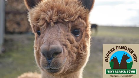 Glöckchenspielpreis Alpakawanderung, Bild: Tiny Alpaca Town