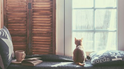 Katze sitzt vor einem Fenster, Foto: Colourbox