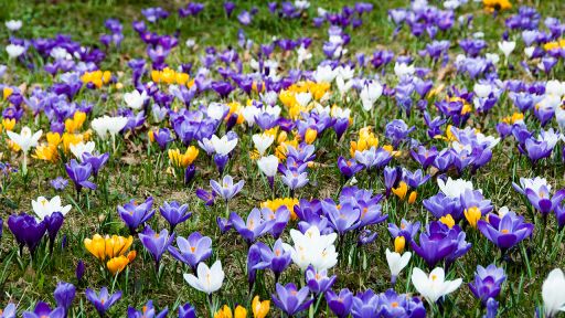 Krokus-Wiese, Bild: Colourbox