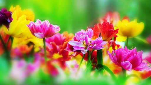 Farbenfrohe Blüten, Foto: Colourbox