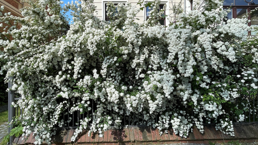 Frühlingspracht - Spireahecke in Potsdam, Foto: K. Marx
