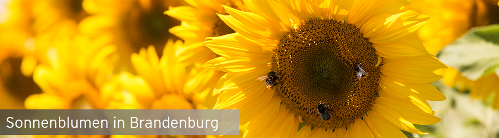 Sonnenblumen in Brandenburg, Foto: Antenne Brandenburg/S.Oberwalleney