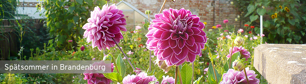 Dahlie in Bauerngarten, Foto: Antenne Brandenburg
