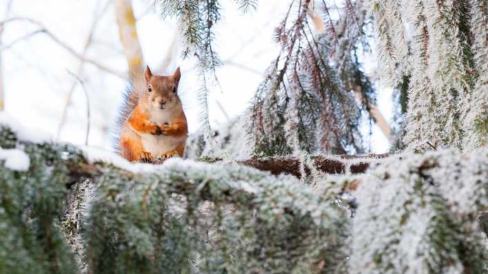 Eichhörnchen im Winter, Bild: Colourbox
