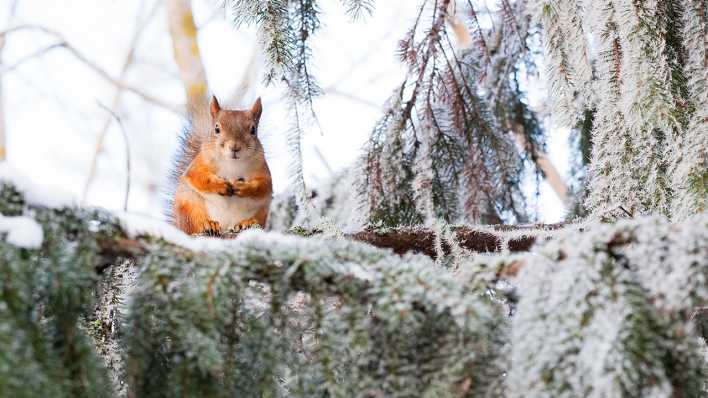 Eichhörnchen im Winter, Bild: Colourbox Eichhörnchen im Winter, Bild: Colourbox
