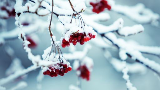 Rote Beeren mit Schnee, Bild: Colourbox