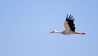 Storch im Flug, Foto: Colourbox