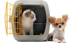 Katze und Hund auf Reise, Foto: Colourbox