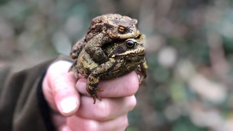 Hilfe bei der Krötenwanderung, Bild: Antenne Brandenburg/V. Brückner