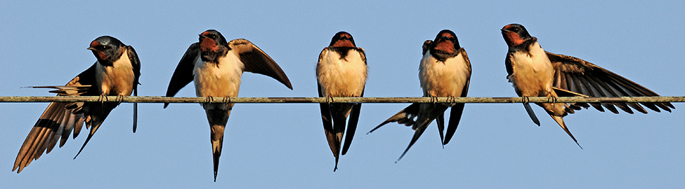 Schwalben, Foto: Colourbox