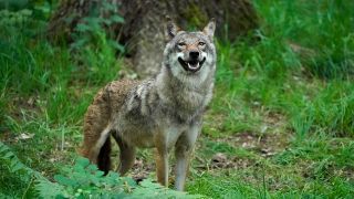 Europäischer Wolf Canis lupus, Alttier im Wald, Foto: Imago Images, Ronald Wittek