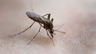 Mücke in Nahaufnahme beim Stich in menschliche Haut, Bild: umago-images / Andreas Gora