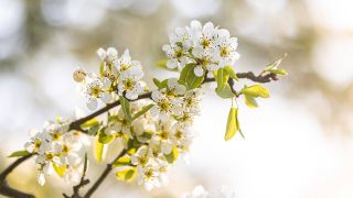 Die Blüten eines Apfelbaums , Bild: imago-images / Rainer Keuenhof