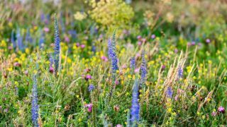 So soll es künftig am Milower Berg wieder aussehen: Blühender Trockenrasen mit Berg-Haarstrang und Ährigem Ehrenpreis (Foto: Tilo Geisel, www.naturschutzfonds.de)