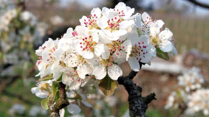 Obstbaum steht in voller Blüte, Foto: Colourbox Obstbaum steht in voller Blüte, Foto: Colourbox
