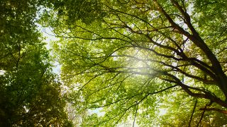 Licht in Baumkronen, Wald, Foto: Colourbox