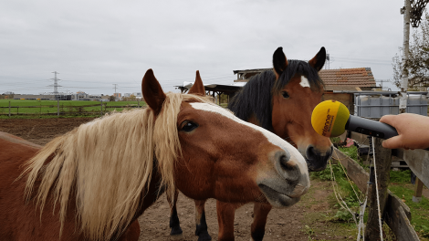 Ahrensfelde - Haben viel zu erzählen, die Pferde vom Kinderbauernhof im Spielewald Eiche, Foto: Eva Kirchner-Rätsch, Antenne Brandenburg