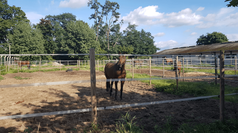 Pferde sind in Hoppegarten allgegenwärtig, Foto: Antenne Brandenburg, Eva Kirchner-Rätsch