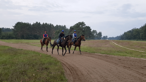 Rennpferde beim täglichen Training auf der Tranierbahn in Hoppegarten