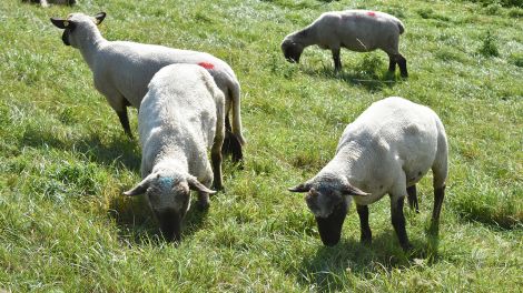Die Schafe lassen sich das frische Gras am Elbdeich schmecken und lassen sich auch von Reportern nicht stören, Bild: Antenne Brandenburg / Björn Haase-Wendt