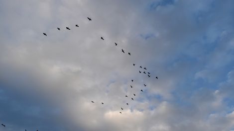 In den Elbtaltauen können derzeit große Schwärme an Gänsen beobachtet werden, Bild: Antenne Brandenburg / Björn Haase-Wendt