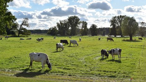 Blick auf das Deichvorland mit Kühen in Unbesandten, Bild: Antenne Brandenburg / Björn Haase-Wendt