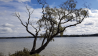 Beliebtes Fotomotiv - der Baum am Strand von Schwarzhorn, Foto: Eva Kirchner-Rätsch, Antenne Brandenburg