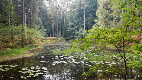 Entdeckt im Wald bei Wendisch Rietz - der Karpfenteich, Foto: Eva Kirchner-Rätsch, Antenne Brandenburg