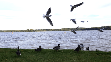 Immer hungrig - Möwen und Enten warten auf Brotkrumen, Foto: Eva Kirchner-Rätsch, Antenne Brandenburg