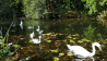 Stets gemeinsam unterwegs - Familie Schwan auf dem kleinen Glubigsee, Foto: Eva Kirchner-Rätsch, Antenne Brandenburg