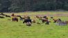 Angus-Rinder auf den Wiesen bei Zempow, Bild: Antenne Brandenburg/Haase-Wendt