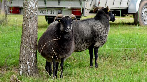 Die Gotlandschafe auf der Bio-Ranch in Zempow. Besucher können mit den Tieren auf Spaziergänge gehen, Bild: Antenne Brandenburg/Haase-Wendt