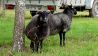 Die Gotlandschafe auf der Bio-Ranch in Zempow. Besucher können mit den Tieren auf Spaziergänge gehen, Bild: Antenne Brandenburg/Haase-Wendt