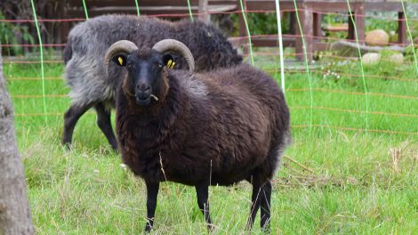 Die Gotlandschafe stammen ursprünglich von der Insel Gotland und gehören in Schweden zu den bedrohten Haustierrassen. Auf der Zempower Bio-Ranch lebt eine kleine Herde, Bild: Antenne Brandenburg/Haase-Wendt