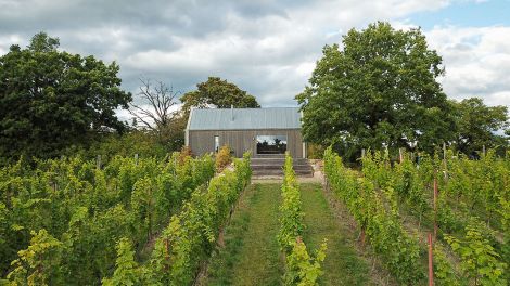 Weinberg in Baruth/Mark, Bild: Stadt Baruth/Mark/Steven Hille