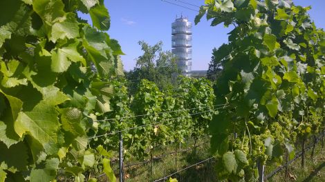 Weinanbau an der Friedenswarte, Bild: Antenne Brandenburg