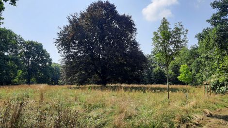 Blutbuche im Arboretum in Fürstenberg (Oder), Foto: Antenne Brandenburg, Elke Bader