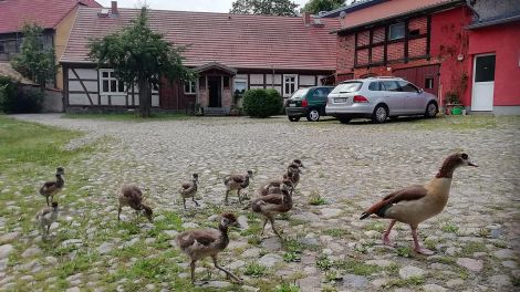 In der Grünen Oase lebt auch eine Nilenten-Familie, Bild: Antenne Brandenburg/Britta Streiter