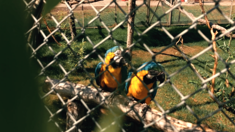 Papageien in der Papageienschutzanlage "Pappagalli", Foto: Antenne Brandenburg/Johanna Siegemund