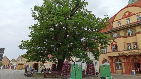 Kyritz Friedenseiche, Bild: Antenne Brandenburg/Björn Haase-Wendt