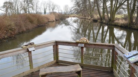 Die Löcknitz bietet sich in den warmen Monaten für eine Kanutour an. Mit etwas Glück entdeckt man Biber, Fischotter oder sogar einen Eisvogel, Bild: Antenne Brandenburg/Björn Haase-Wendt